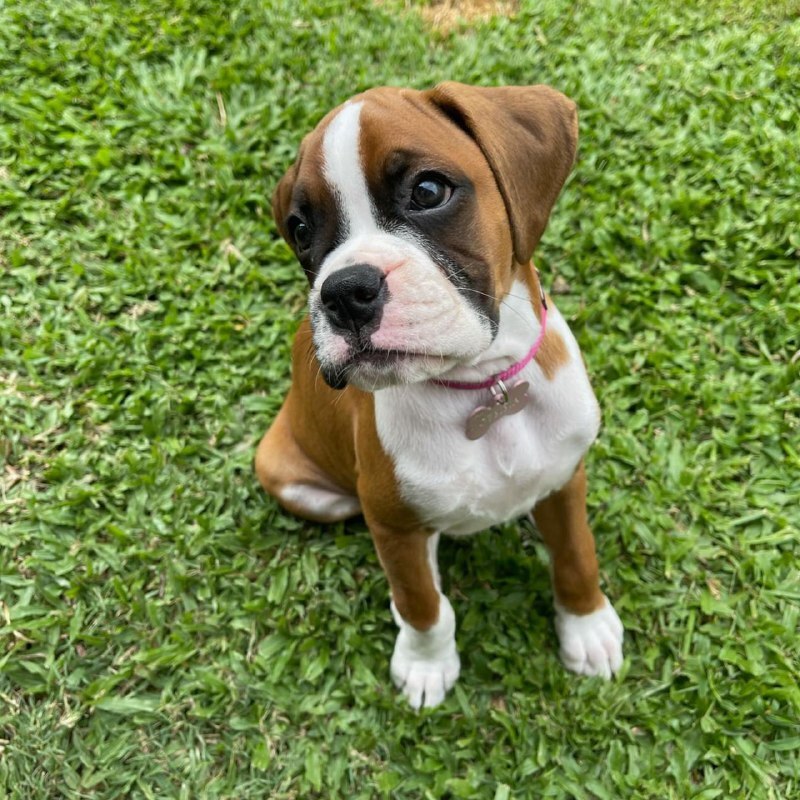 Purebred boxer puppies for sale