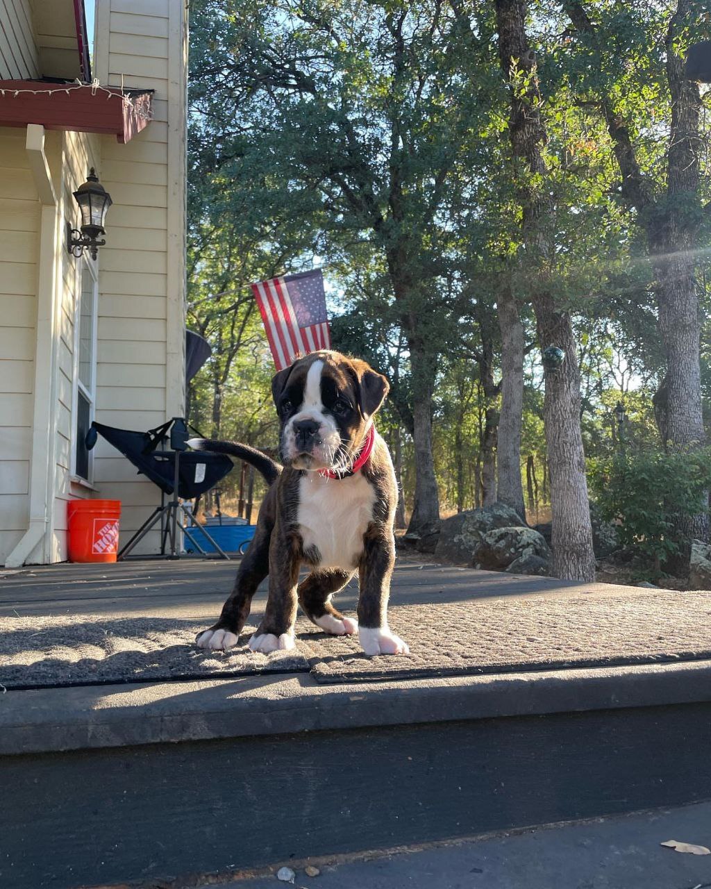 Boxer puppies available in Houston