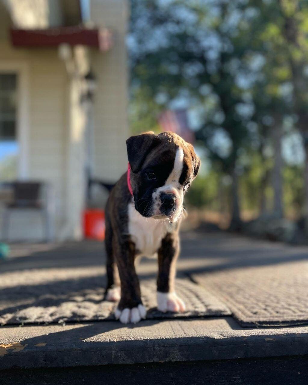Boxer puppies for sale USA