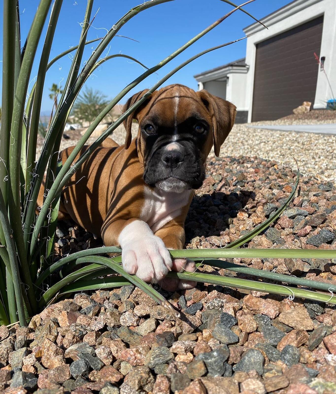 Boxer puppies for sale