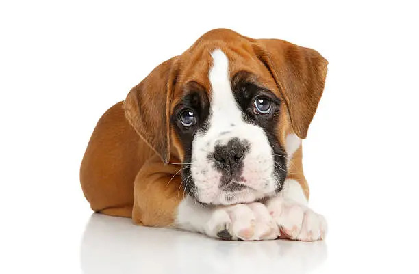Healthy boxer puppies for sale