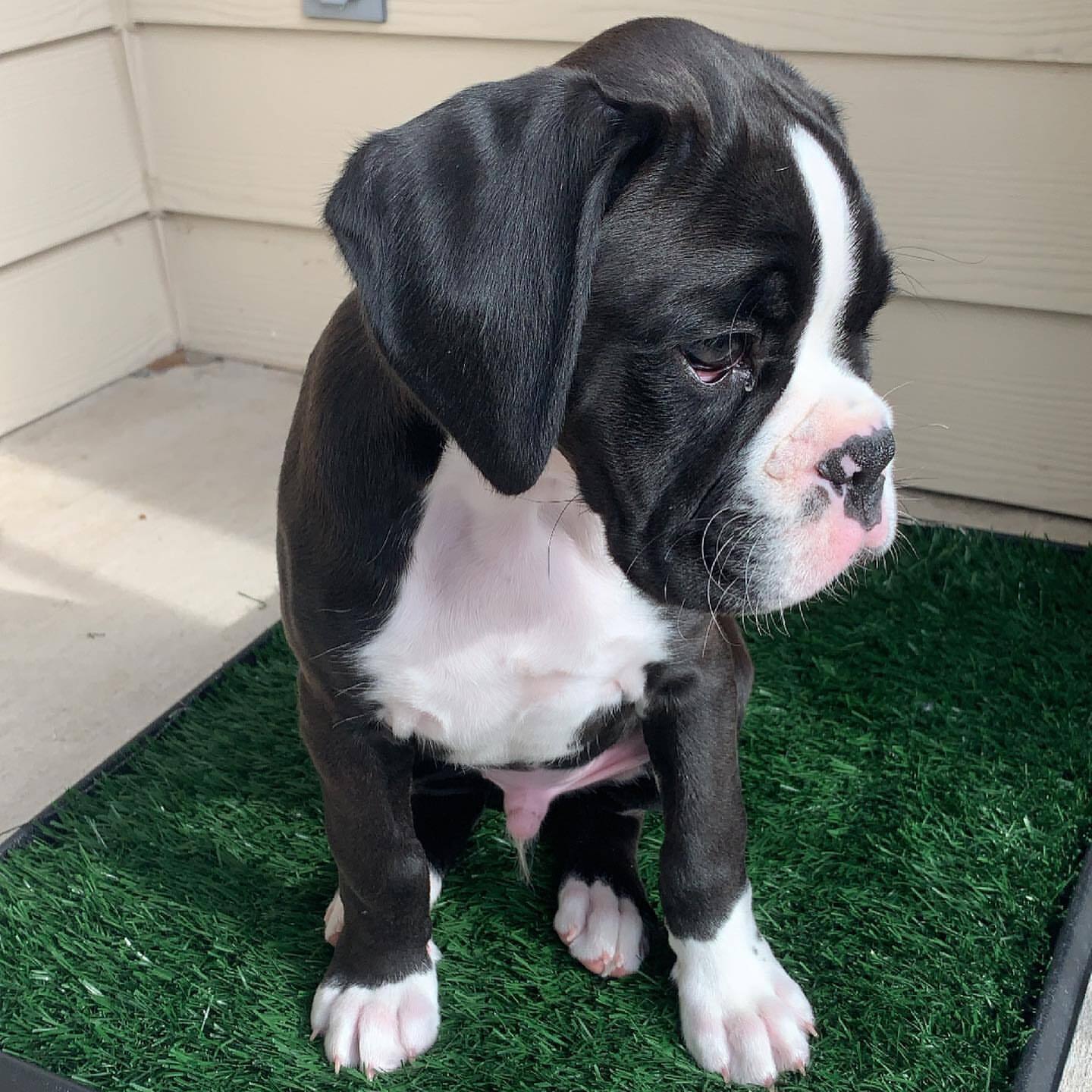 Boxer puppies for sale near me